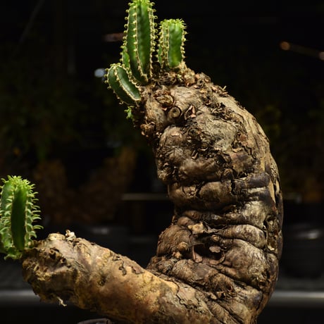 Euphorbia mlanjeana　ユーフォルビア ムランジーナ 発根済現地株 H6