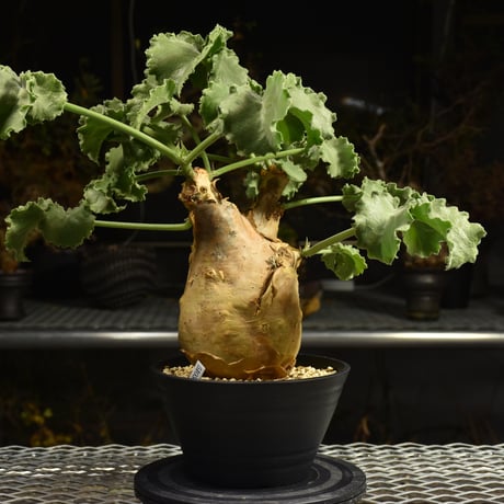 Cyphostemma uter var. macropus　キフォステンマ ウター マクロプス 発根済現地株 I24