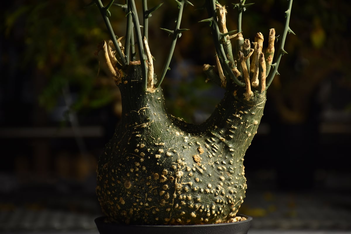 アデニア グロボーサ 現地株 週末セール アデニア グロボーサ 現地株