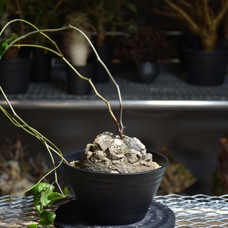 Dioscorea elephantipes ディオスコレア エレファンティペス アフリカ亀甲竜 発根済現地株 1