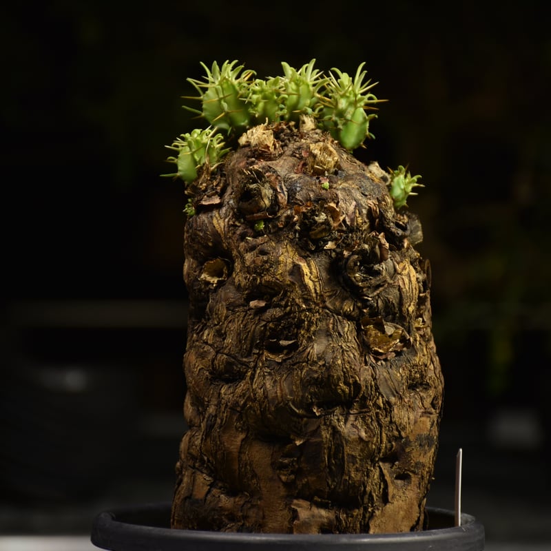 Euphorbia mlanjeana ユーフォルビア ムランジーナ 発根済現地株