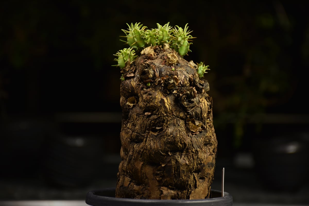 Euphorbia mlanjeana ユーフォルビア ムランジーナ 発根済現地株 H3 |