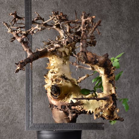 Commiphora kataf var.turkanensis コミフォラ カタフ ターカネンシス 発根済現地株 2