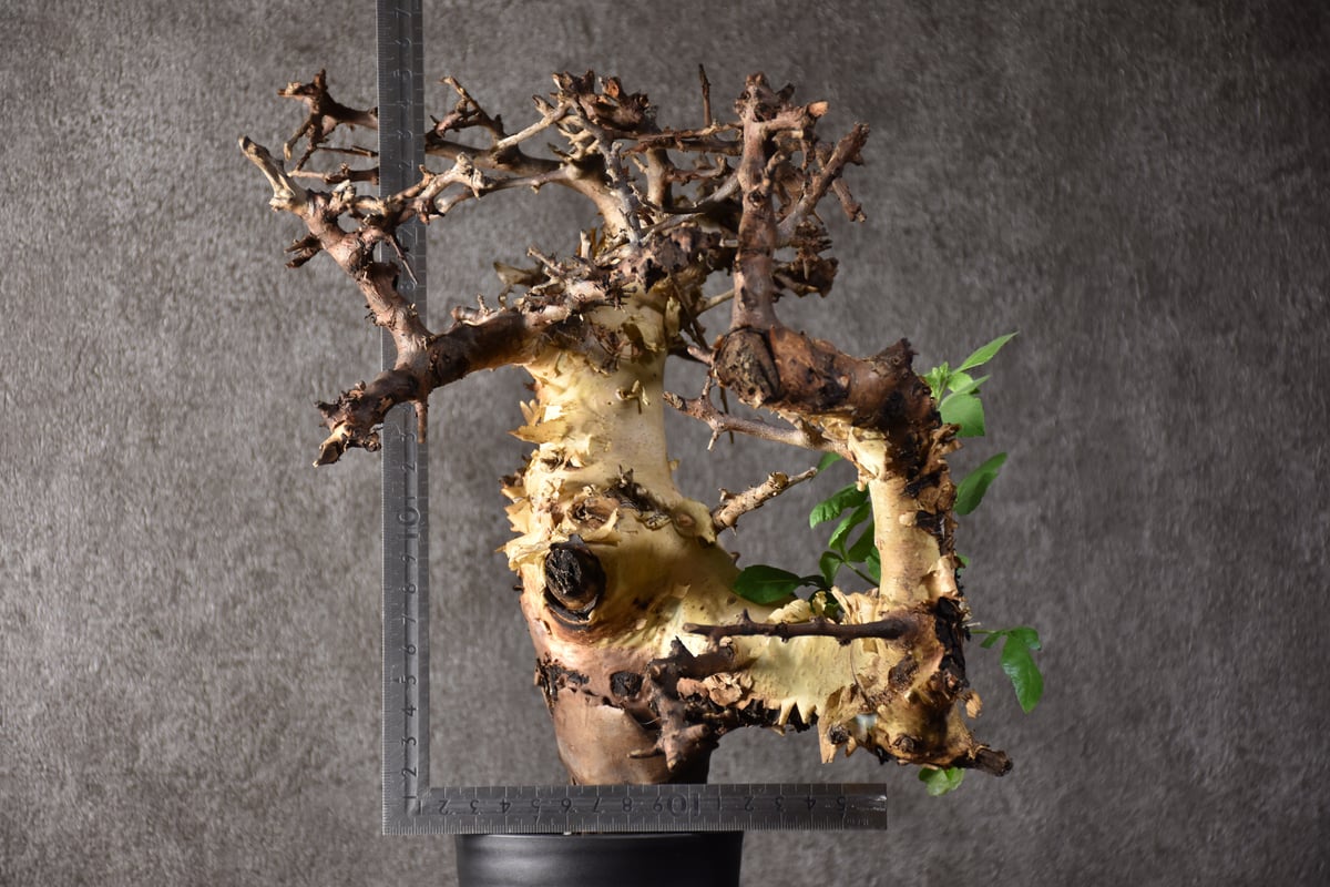 Commiphora kataf var.turkanensis コミフォラ カタフ ターカネ