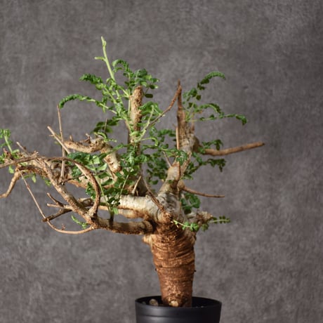 Boswellia neglecta　ボスウェリア ネグレクタ　発根済現地株　#9