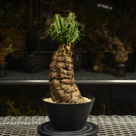 Euphorbia mlanjeana　ユーフォルビア ムランジーナ 発根済現地株 H4