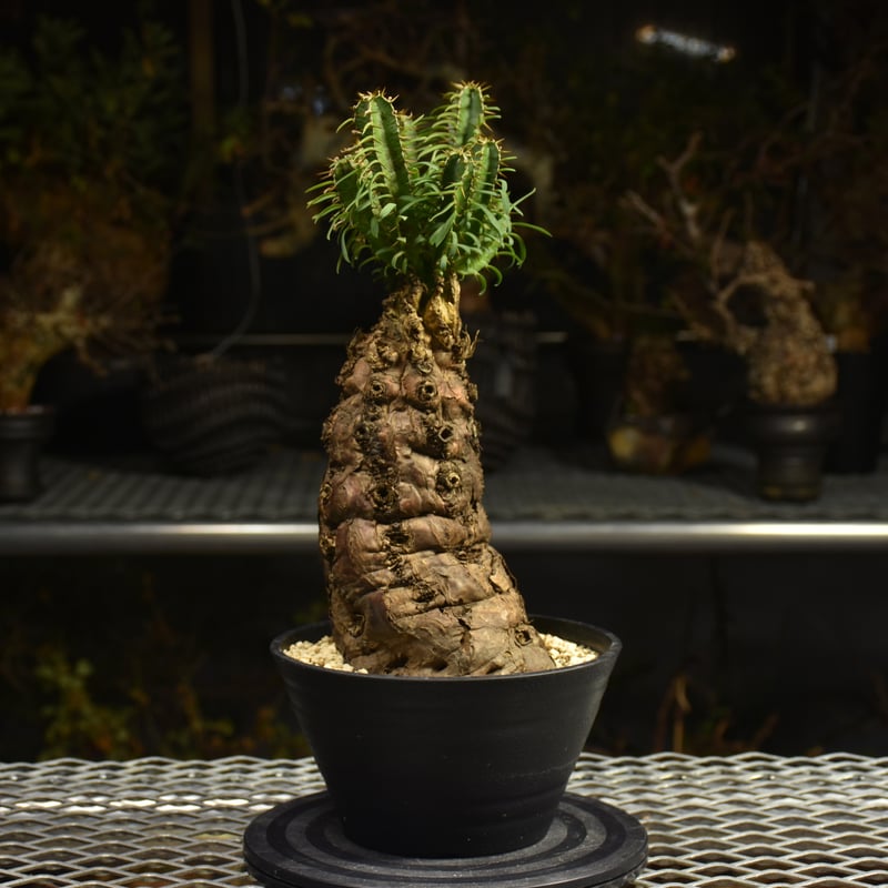 Euphorbia mlanjeana ユーフォルビア ムランジーナ 発根済現地株 H4 |