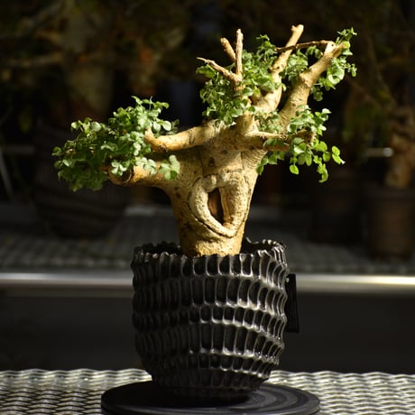 Commiphora saxicola コミフォラ サクシコラ 発根済現地株 C10