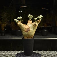 Euphorbia mlanjeana ユーフォルビア ムランジーナ 発根済現地株 I44 |
