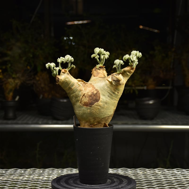 Cyphostemma uter var. macropus キフォステンマ ウター マクロプ