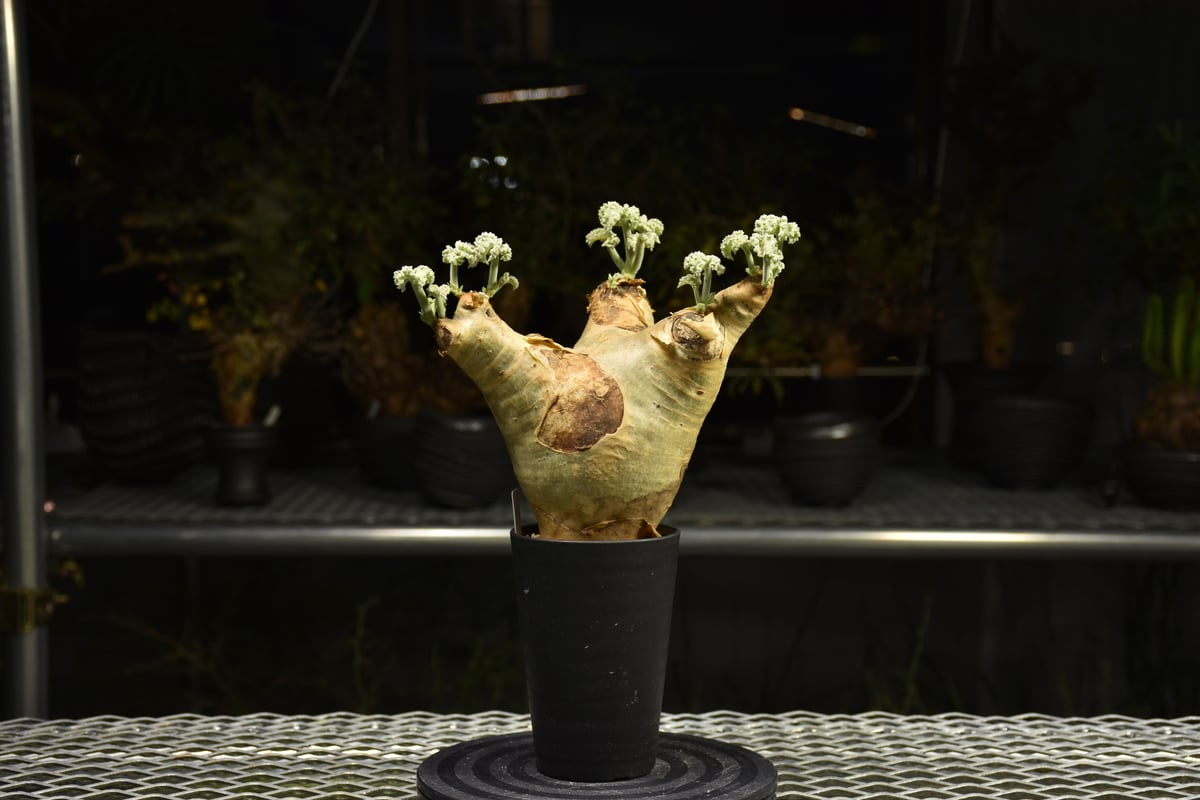 Cyphostemma uter var. macropus キフォステンマ ウター マクロプ