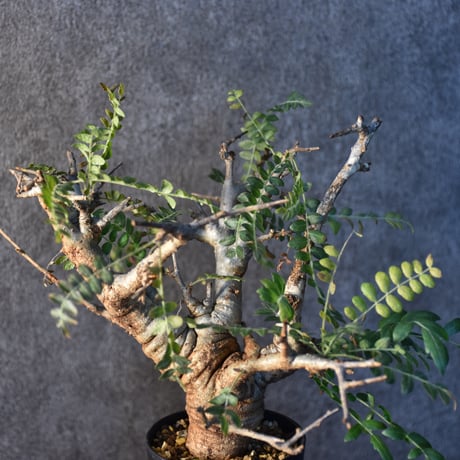Boswellia neglecta　ボスウェリア ネグレクタ　発根済現地株　#2