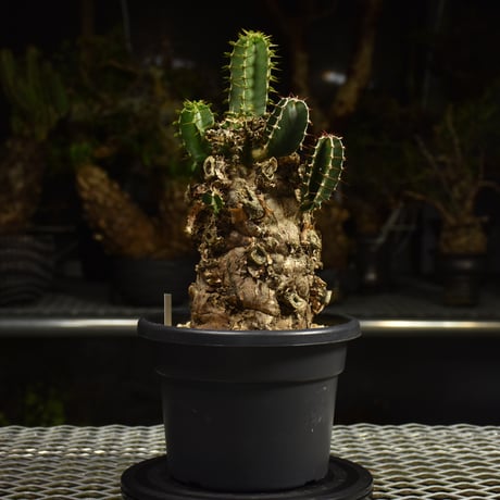 Euphorbia mlanjeana　ユーフォルビア ムランジーナ 発根済現地株 I83