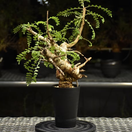 Boswellia neglecta　ボスウェリア ネグレクタ　発根済現地株　H16
