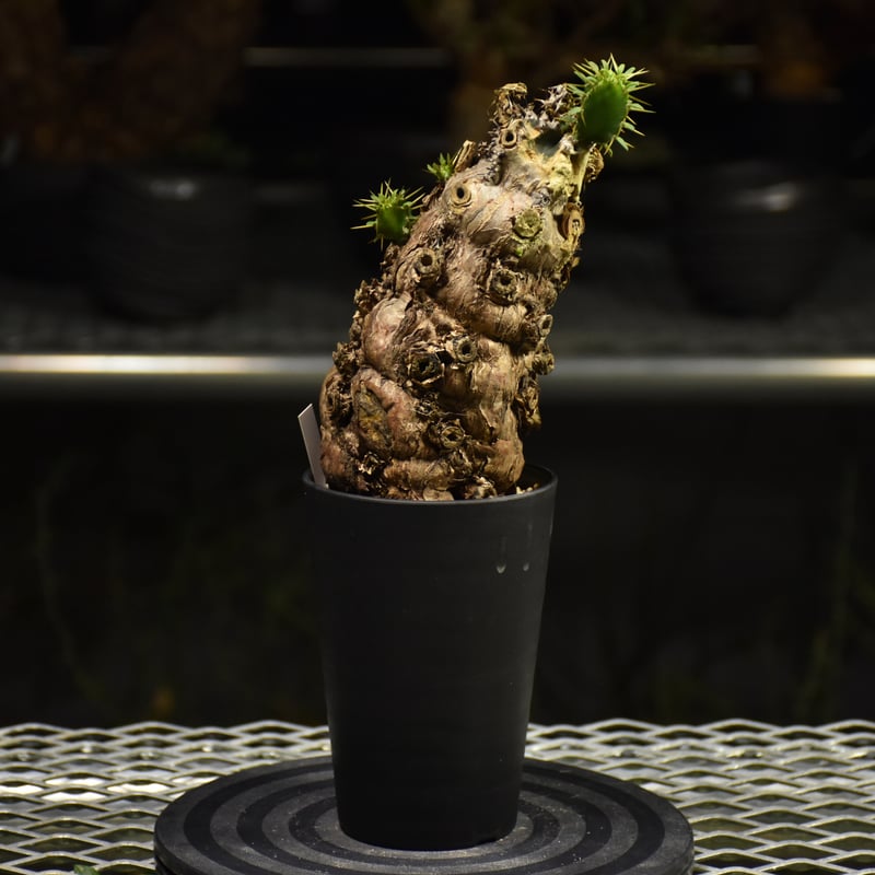 Euphorbia mlanjeana ユーフォルビア ムランジーナ 発根済現地株 I37 |