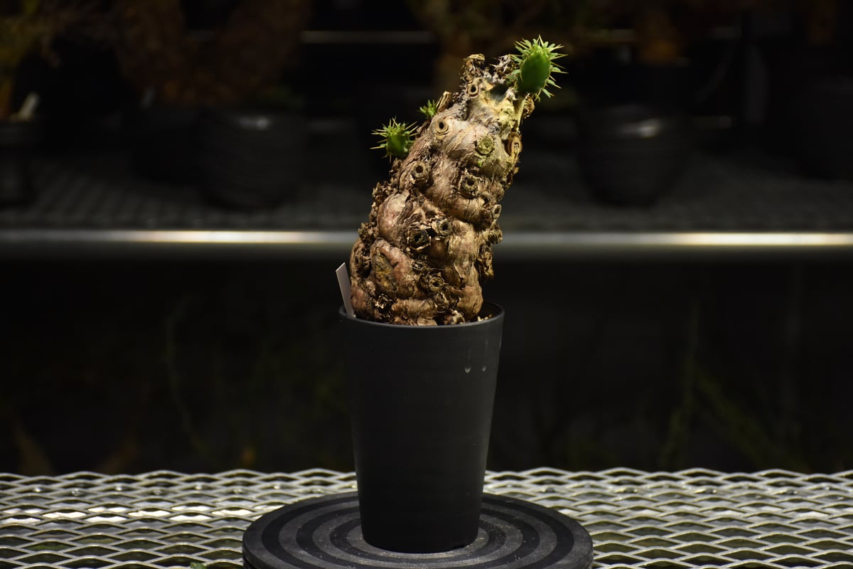 みなと様 ムランジーナ 発根済み ムランジーナ発根管理経過報告 | メタ