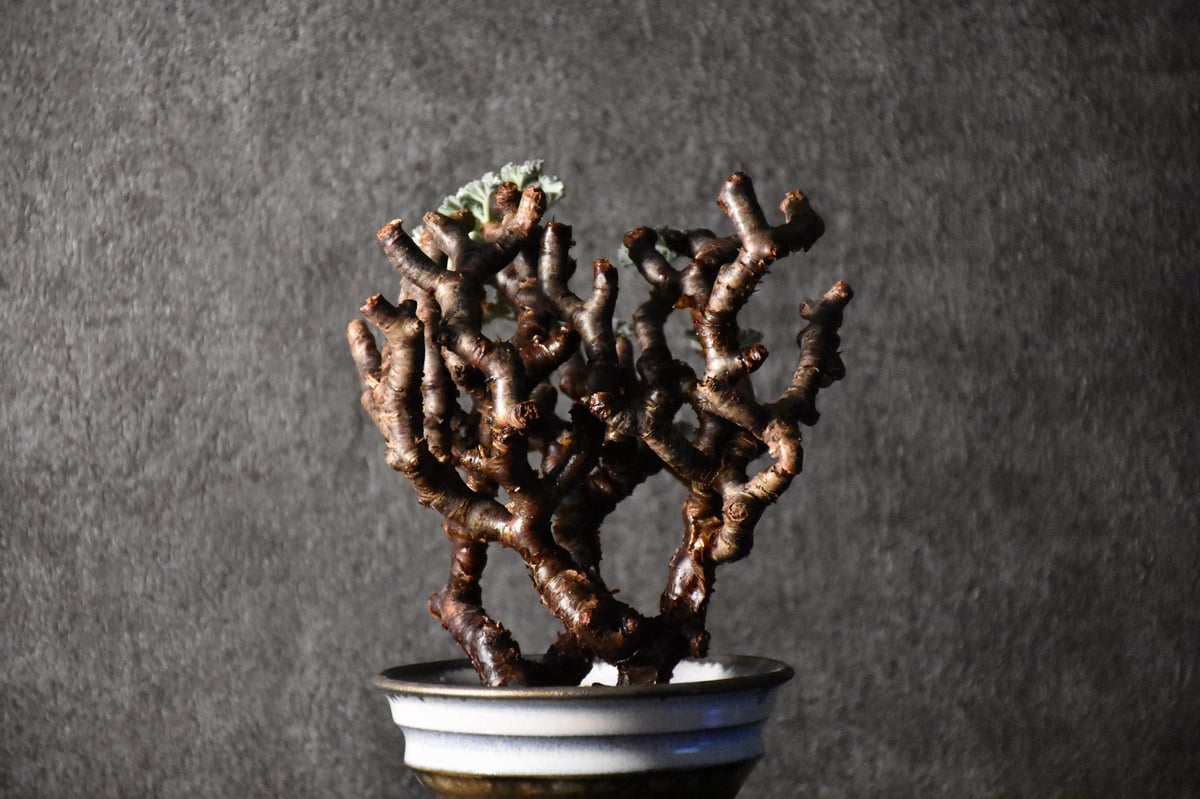 Pelargonium mirabile ペラルゴニウム ミラビレ 発根済現地株 #1 | B