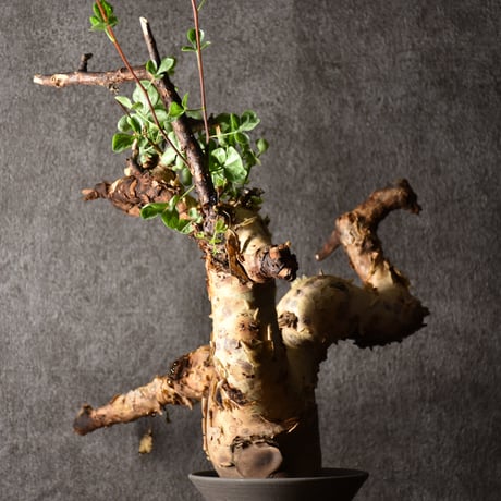 Commiphora kataf pure コミフォラ ピュアカタフ 発根済現地株 1 ソマリア産