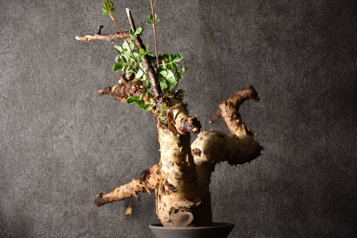 Commiphora kataf pure コミフォラ ピュアカタフ 発根済現地株 1