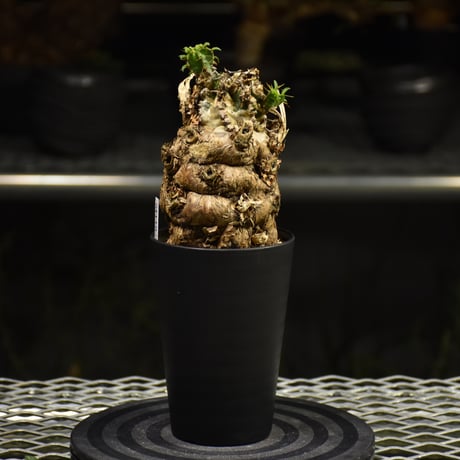 Euphorbia mlanjeana　ユーフォルビア ムランジーナ 発根済現地株 I36