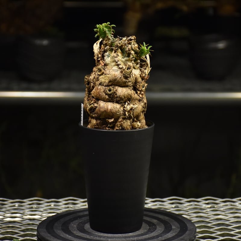 Euphorbia mlanjeana ユーフォルビア ムランジーナ 発根済現地株