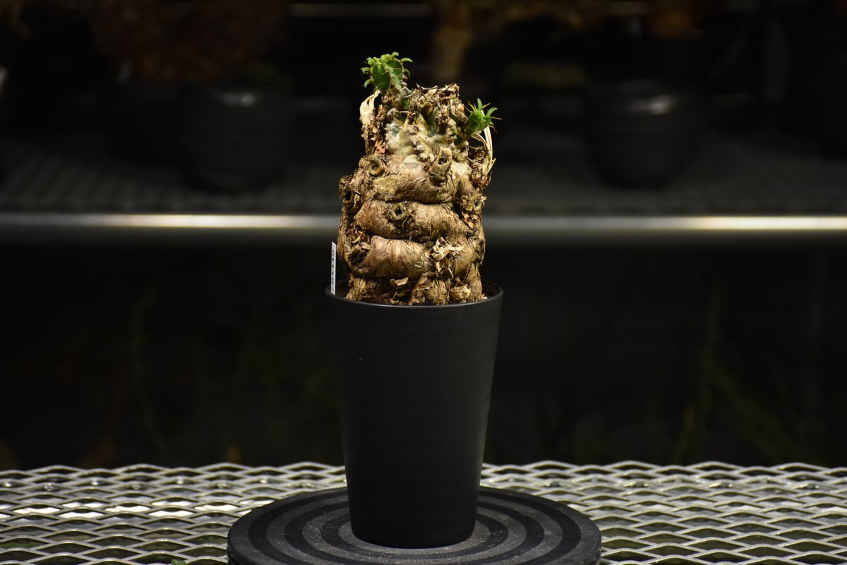 ユーフォルビア　ムランジーナ　現地球　Euphorbia mlanjeana Euphorbia mlanjeana ユーフォルビア ムランジーナ 発根済現地株 I36 |