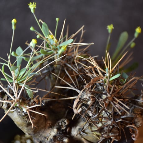 Othonna euphorbioides　オトンナ ユーフォルビオイデス　発根済現地株 #2