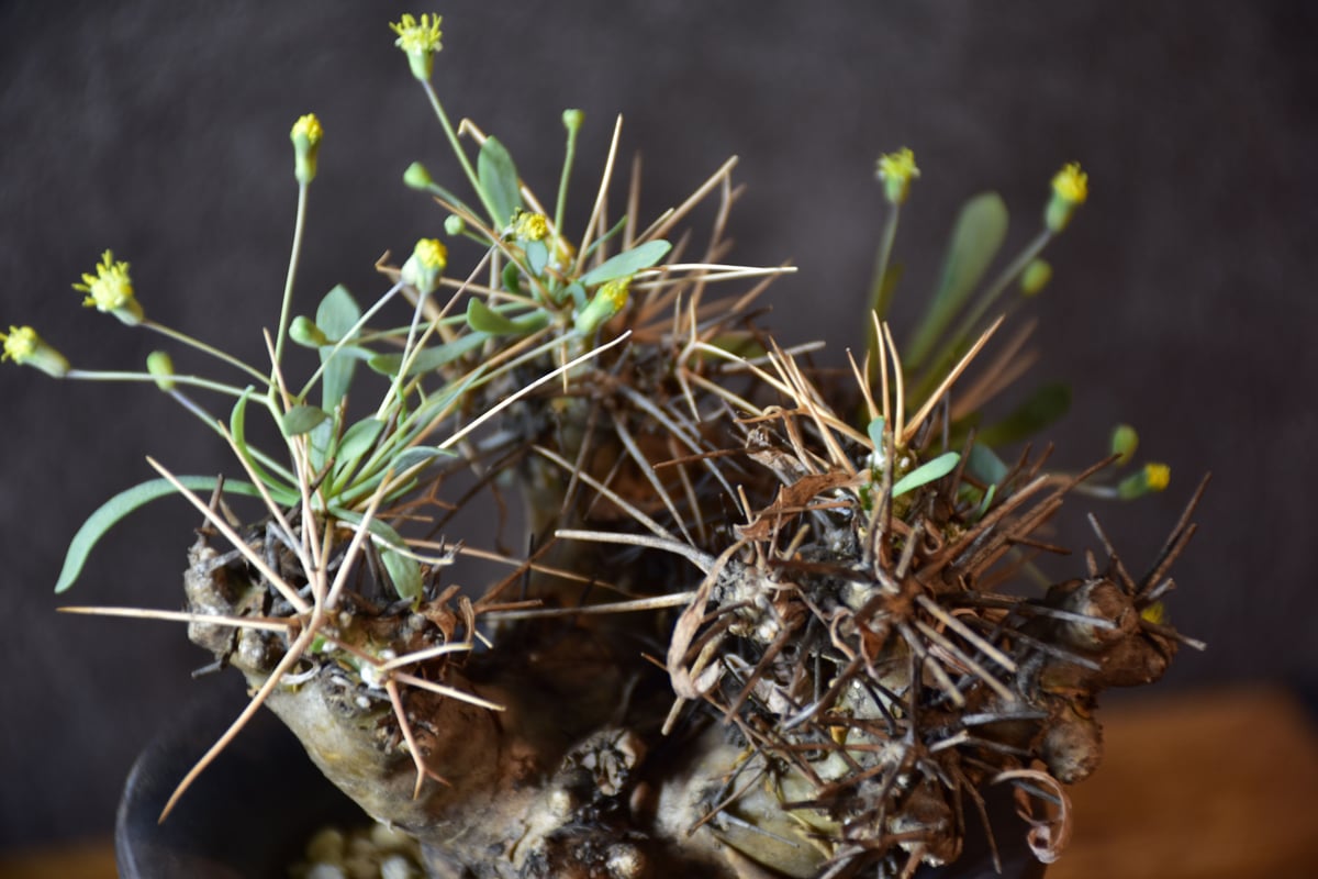 Othonna euphorbioides オトンナ ユーフォルビオイデス 発根済 Othonna euphorbioides オトンナ ユーフォルビオイデス 発根済