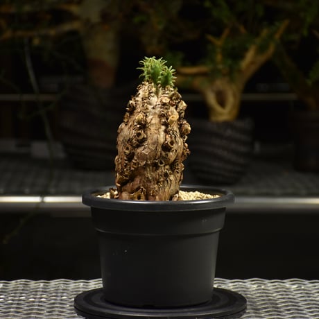 Euphorbia mlanjeana　ユーフォルビア ムランジーナ 発根済現地株 E60