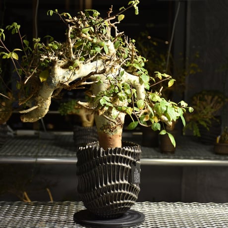 Commiphora holtziana コミフォラ ホルトジアナ 発根済現地株 B4