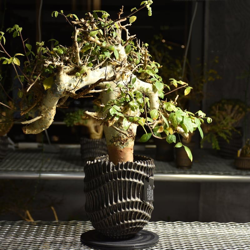 Commiphora holtziana コミフォラ ホルトジアナ 発根済現地株 B4 | B