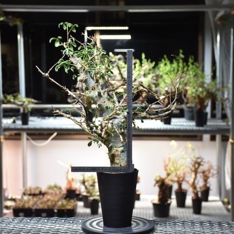 Commiphora holtziana コミフォラ ホルトジアナ 発根済現地株 #10