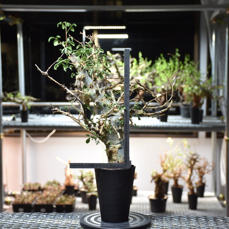 Commiphora holtziana コミフォラ ホルトジアナ 発根済現地株 Commiphora holtziana コミフォラ ホルトジアナ 発根済現地株