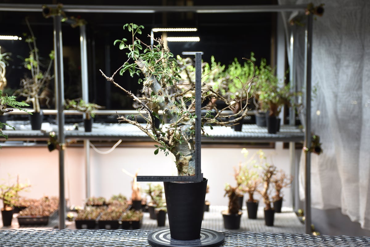 Commiphora holtziana コミフォラ ホルトジアナ 発根済現地株 #10 |