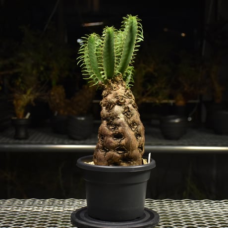 Euphorbia mlanjeana　ユーフォルビア ムランジーナ 発根済現地株 H2