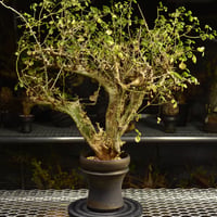 Commiphora campestris コミフォラ カンペストリス 発根済現地株 A11
