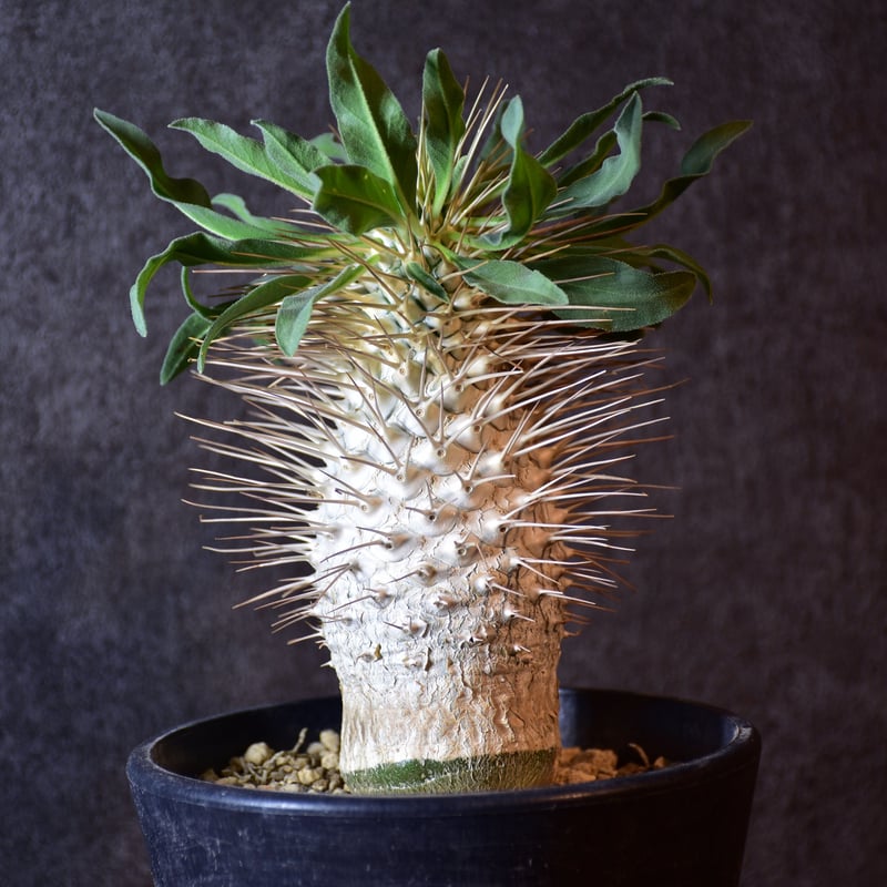 ナマクアナム　塊根植物　コーデックス　発根済み Pachypodium namaquanum パキポディウム ナマクアナム 発根済