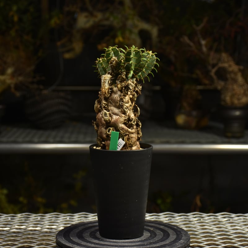 Euphorbia mlanjeana ユーフォルビア ムランジーナ 発根済現地株 I41 |