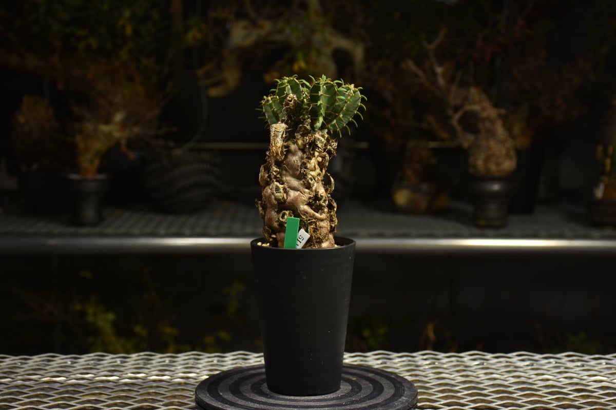 Euphorbia mlanjeana ユーフォルビア ムランジーナ 発根済現地株 I41 |