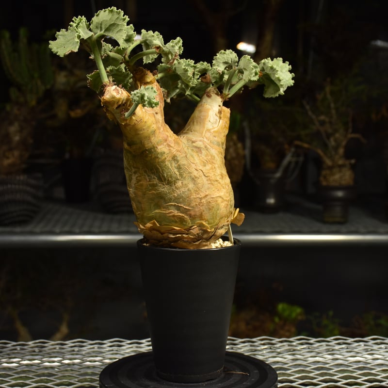 Cyphostemma uter var. macropus キフォステンマ ウター マクロプ