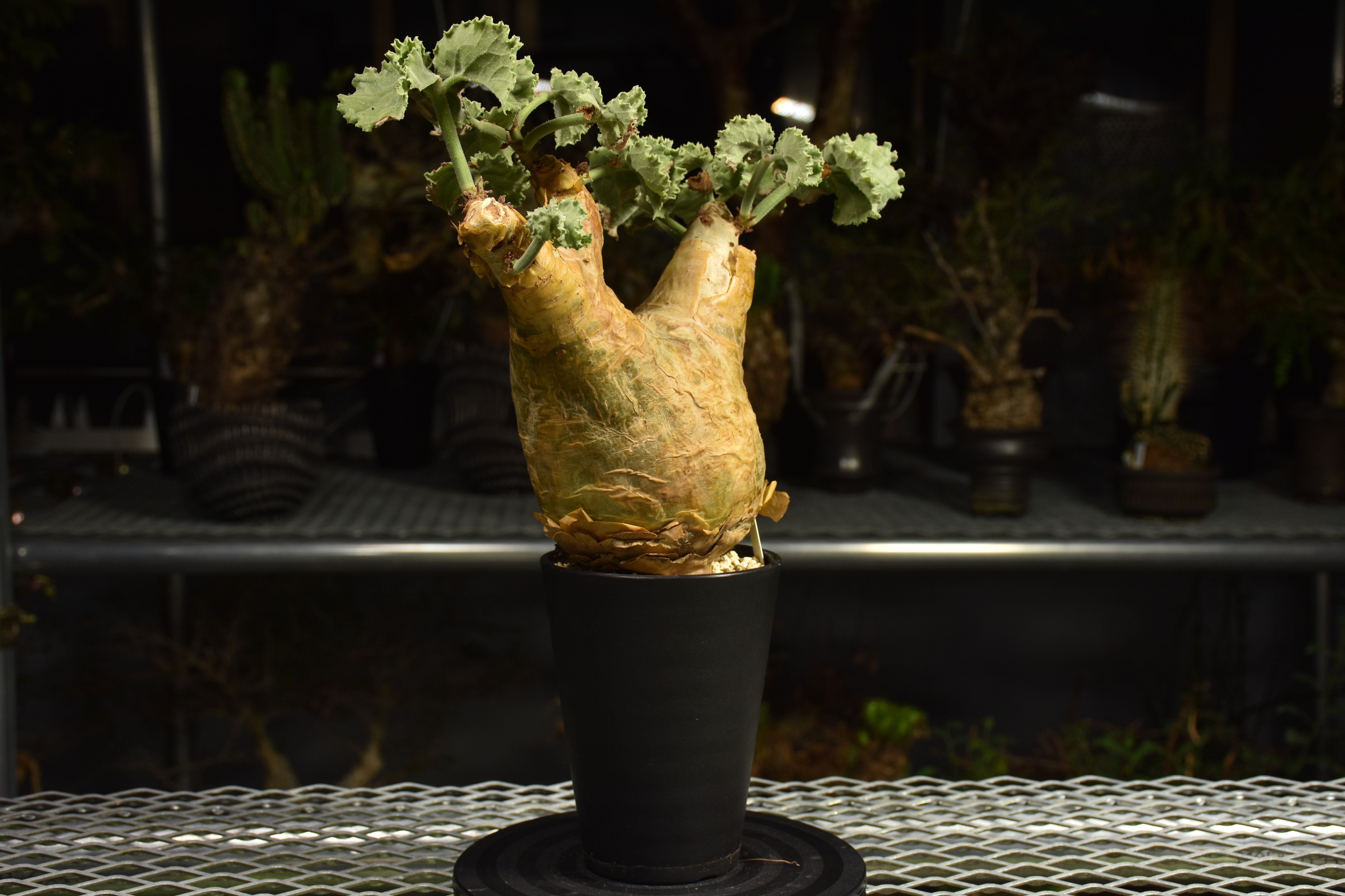 Cyphostemma uter var. macropus キフォステンマ ウター マクロプ