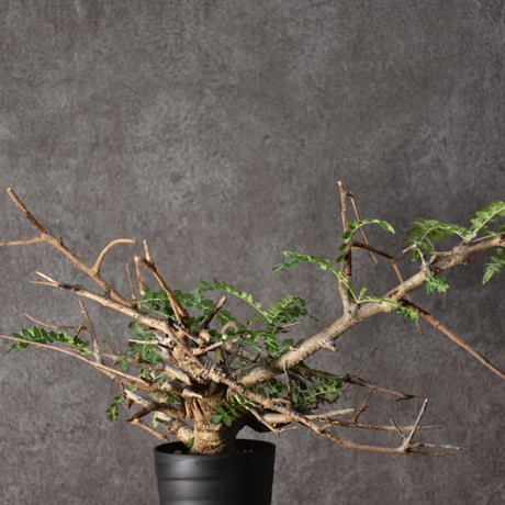 Boswellia neglecta　ボスウェリア ネグレクタ　発根済現地株　#7