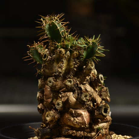 Euphorbia mlanjeana　ユーフォルビア ムランジーナ 発根済現地株 I50