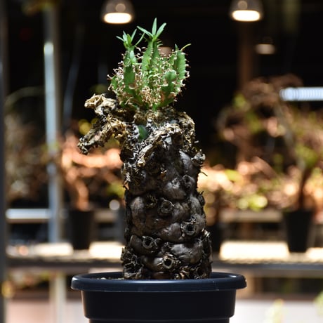 CATEGORY Euphorbia | BONDEX CATEGORY Euphorbia | BONDEX