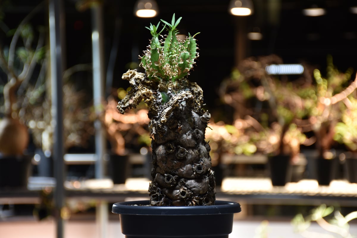 みなと様ムランジーナ発根済み