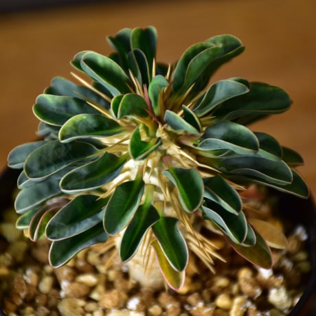 Euphorbia guillauminiana　ユーフォルビア　ギラウミニアナ　実生株 #4