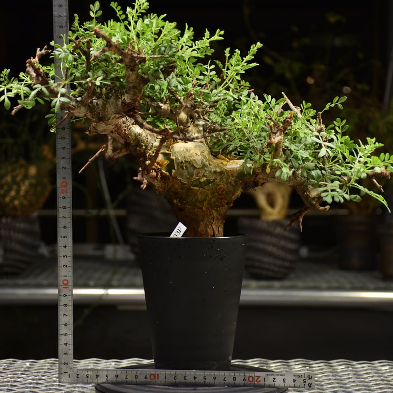 Commiphora pinnate leaves コミフォラ ピンネイトリーブス 発根済現地