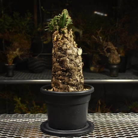 Euphorbia mlanjeana　ユーフォルビア ムランジーナ 発根済現地株 I42
