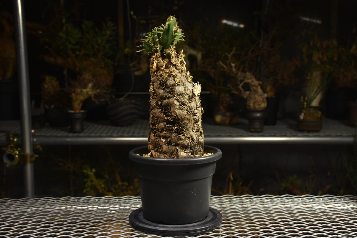 Euphorbia mlanjeana ユーフォルビア ムランジーナ 発根済現地株 I42 |