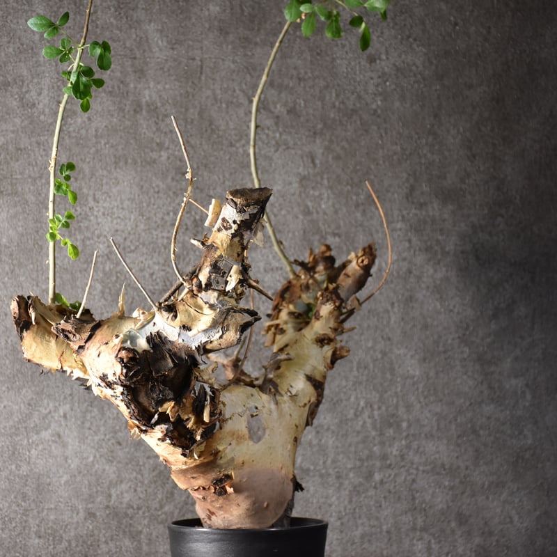 Commiphora kataf var.turkanensis コミフォラ カタフ ターカネ